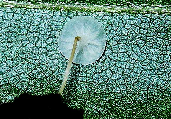 Hemimycena mauretanica    (Maire)   Singer